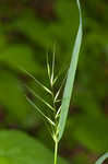 Eastern bottlebrush grass